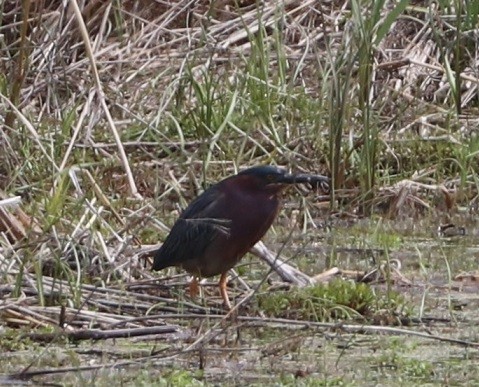 Green Heron - ML657413383
