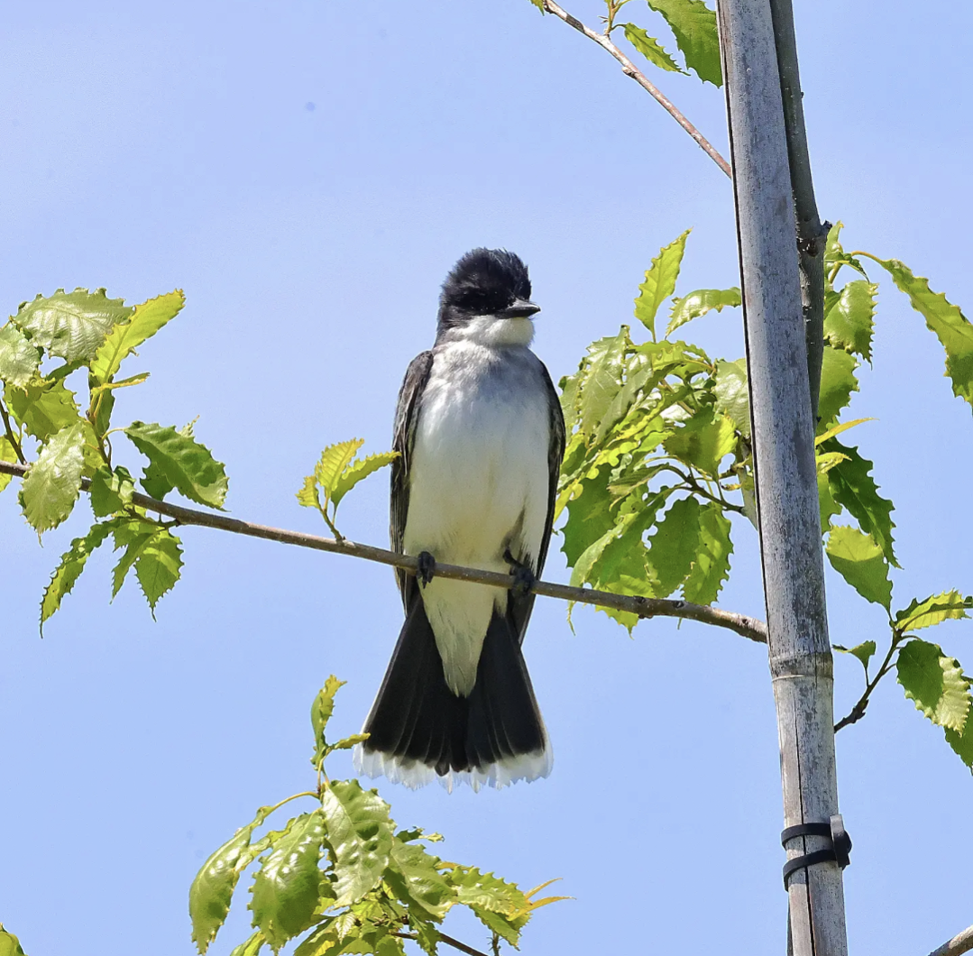 eBird Checklist - 13 May 2026 - Prairie Queen RA - 11 species