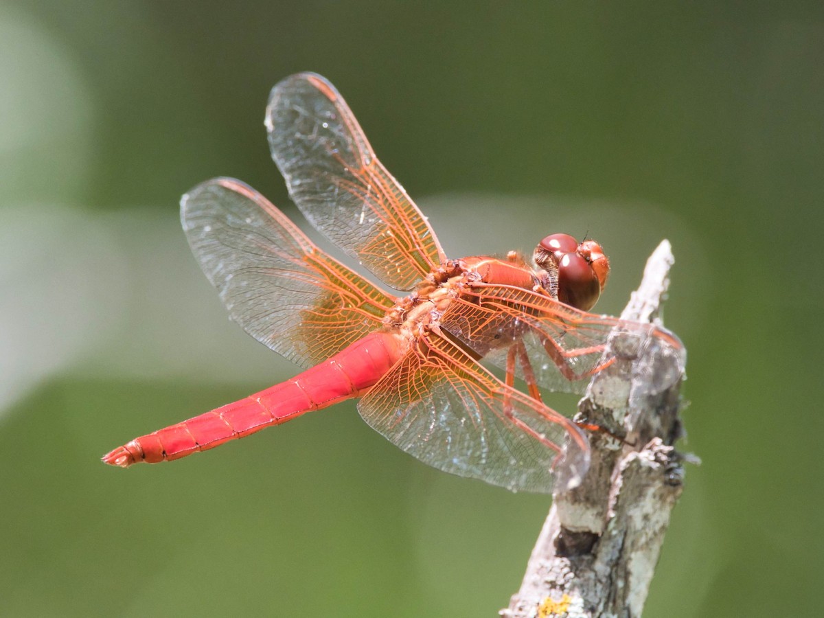 Neon Skimmer - ML657413571