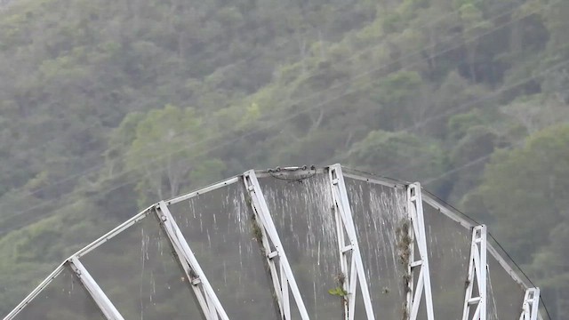 Tirano Melancólico - ML657413600
