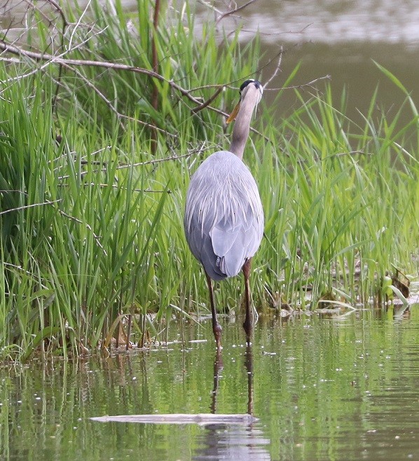 Great Blue Heron - ML657413693