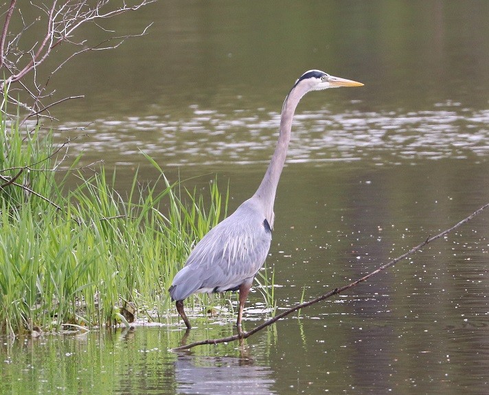 Great Blue Heron - ML657413694