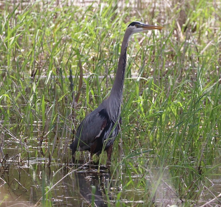 Great Blue Heron - ML657413695