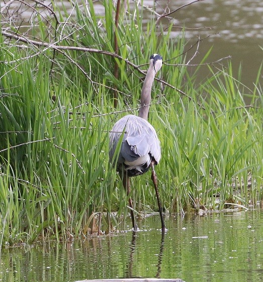 Great Blue Heron - ML657413696