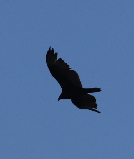 Turkey Vulture - ML657413704