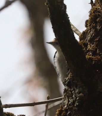 Downy Woodpecker - ML657413714