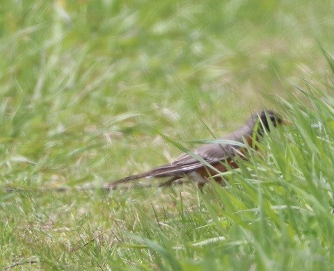 American Robin - ML657413746