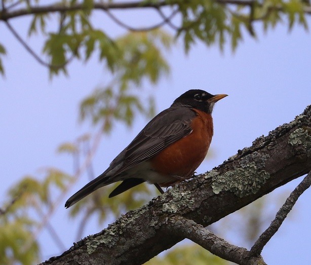 American Robin - ML657413747
