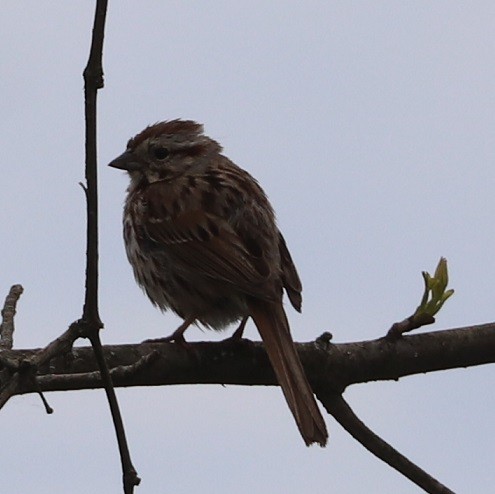 Song Sparrow - ML657413770