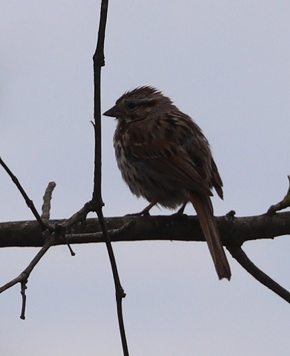 Song Sparrow - ML657413771