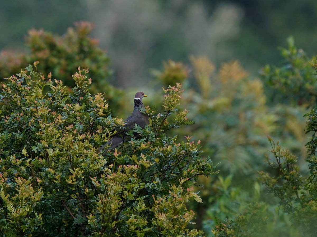 Band-tailed Pigeon - ML657413779