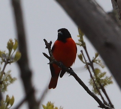 Baltimore Oriole - ML657413808
