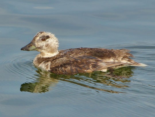 Long-tailed Duck - ML65741381
