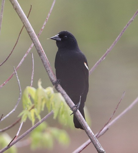 Red-winged Blackbird - ML657413826