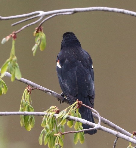 Red-winged Blackbird - ML657413827
