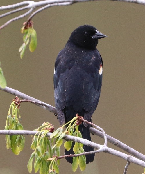 Red-winged Blackbird - ML657413828