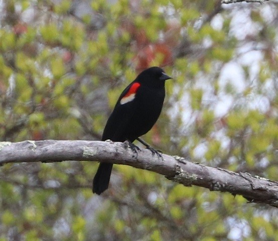 Red-winged Blackbird - ML657413829