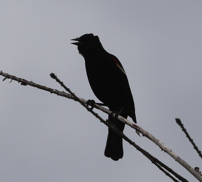 Red-winged Blackbird - ML657413830