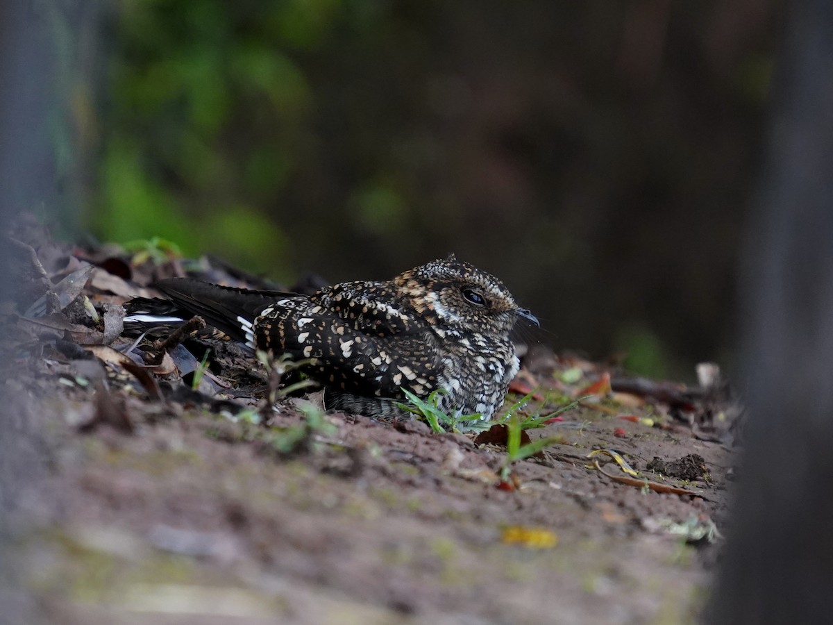 Band-winged Nightjar - ML657413856