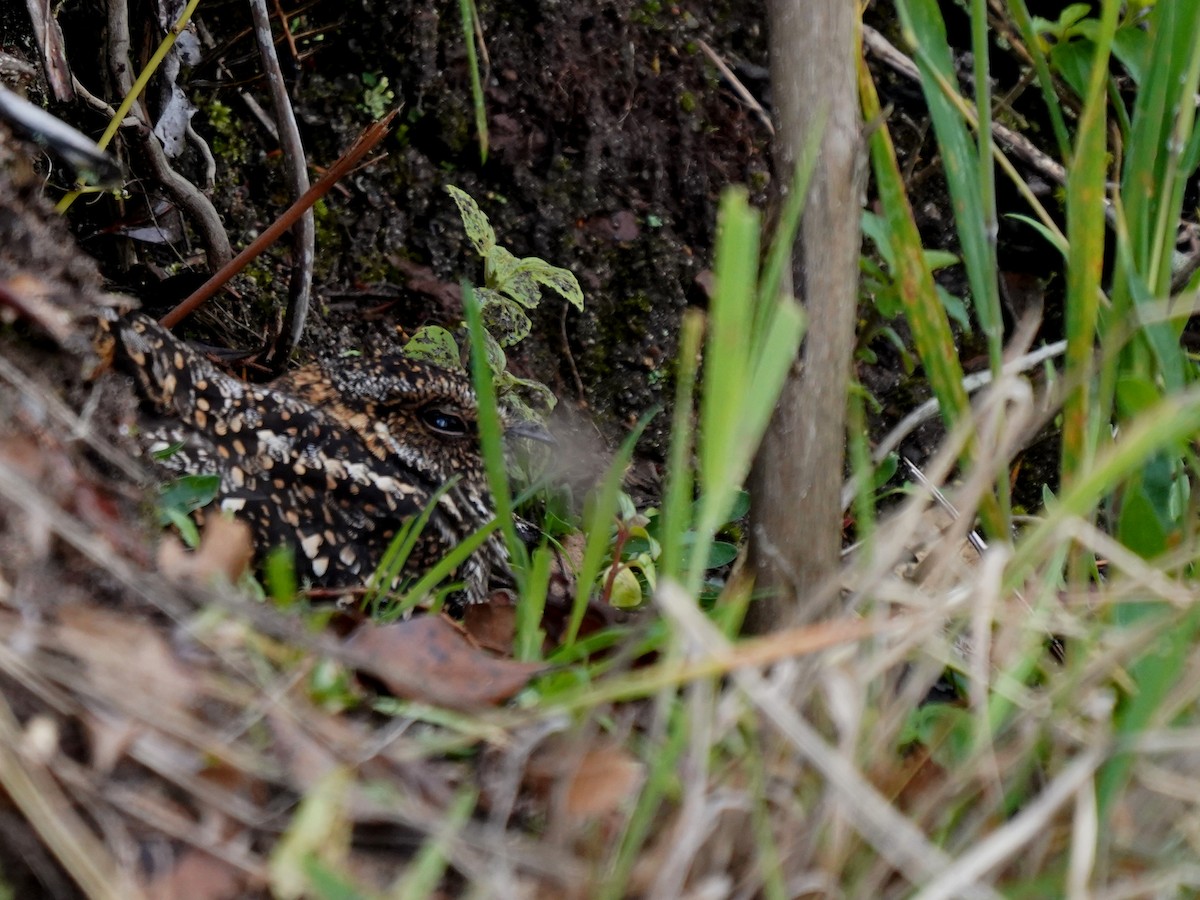 Band-winged Nightjar - ML657413858