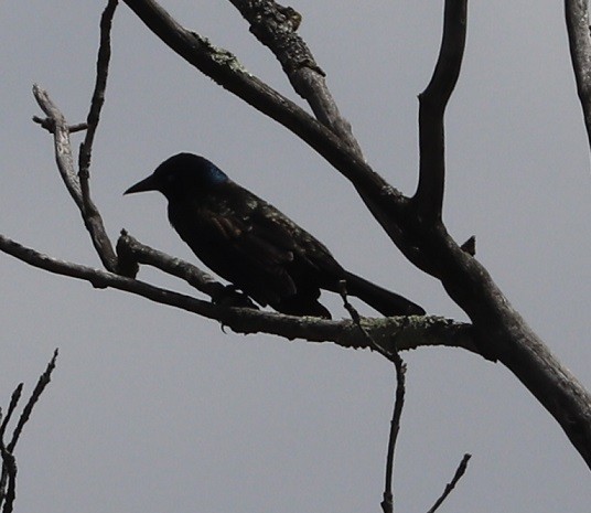 Common Grackle - ML657413869