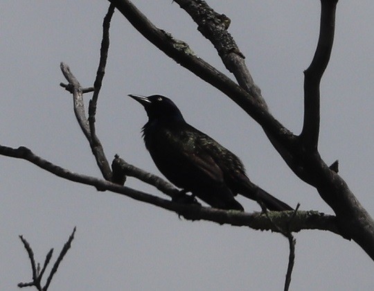 Common Grackle - ML657413870