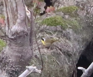 Common Yellowthroat - ML657413907