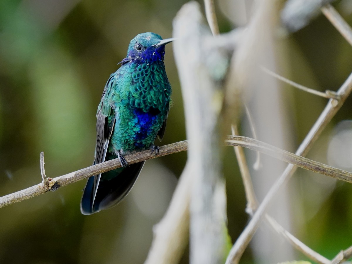 Sparkling Violetear - ML657413920