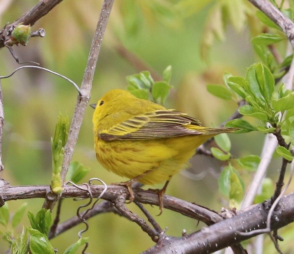 Northern Yellow Warbler - ML657413925