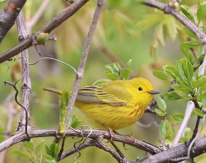 Northern Yellow Warbler - ML657413926