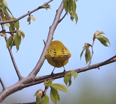 Northern Yellow Warbler - ML657413927
