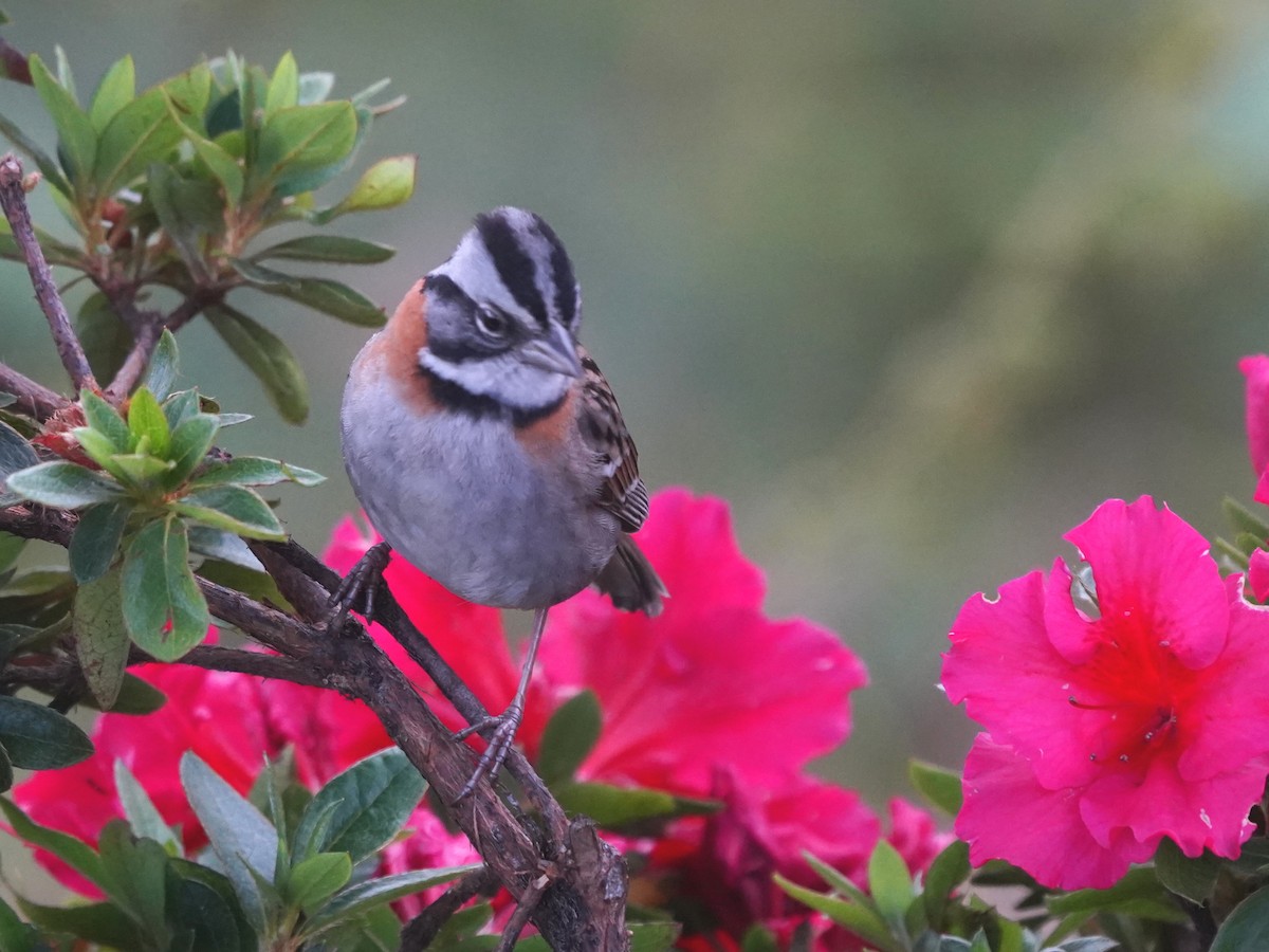 Rufous-collared Sparrow - ML657413938