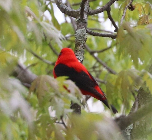 Scarlet Tanager - ML657413941