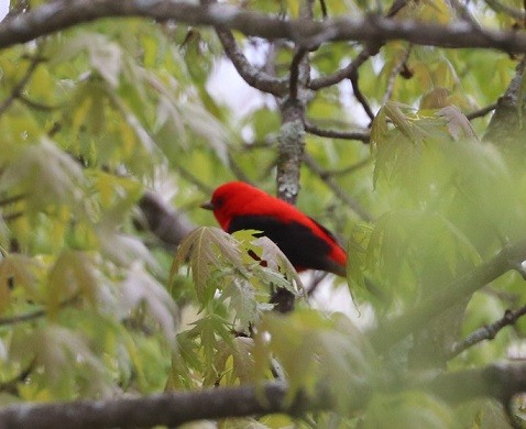 Scarlet Tanager - ML657413942
