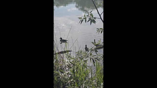 アメリカオシ - ML657414741