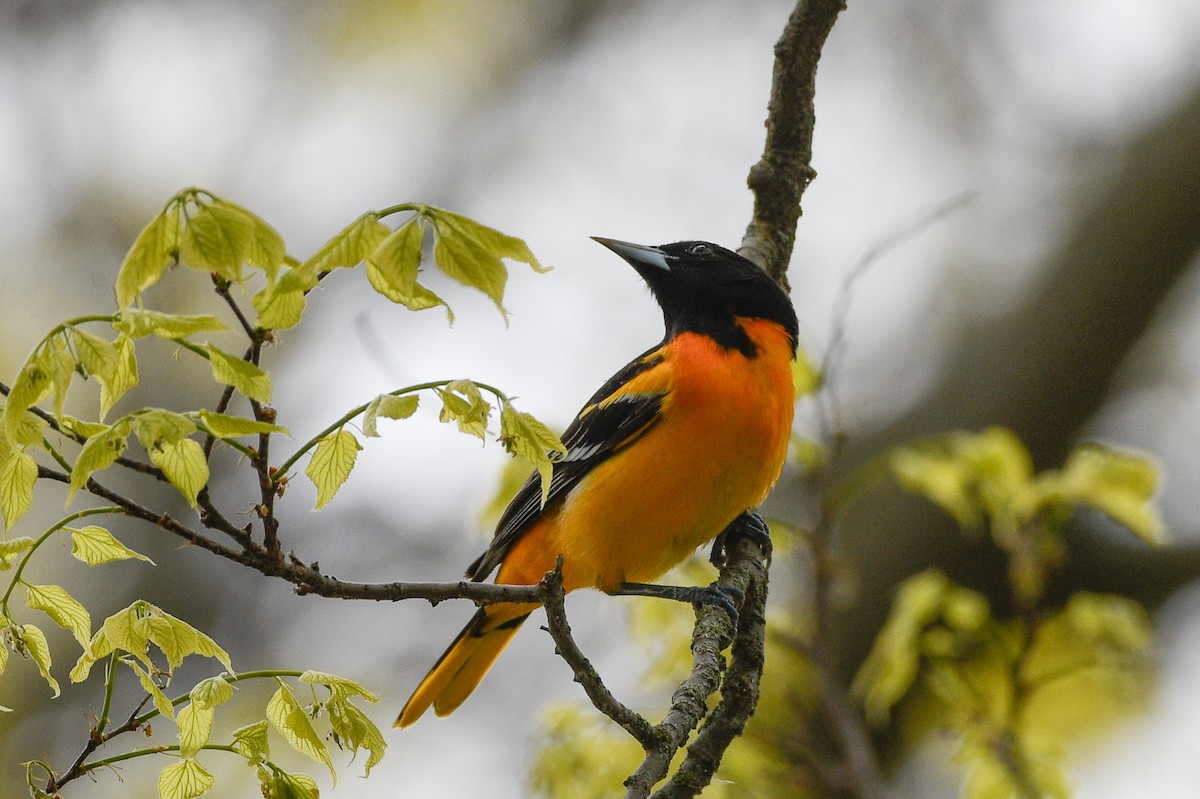 Baltimore Oriole - ML657416759