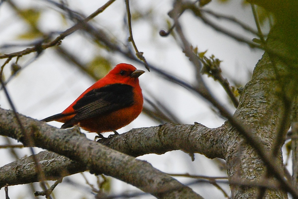 Scarlet Tanager - ML657416795