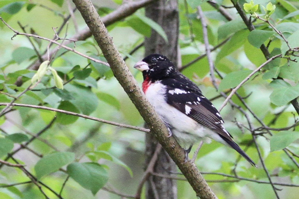 Rose-breasted Grosbeak - ML657416813