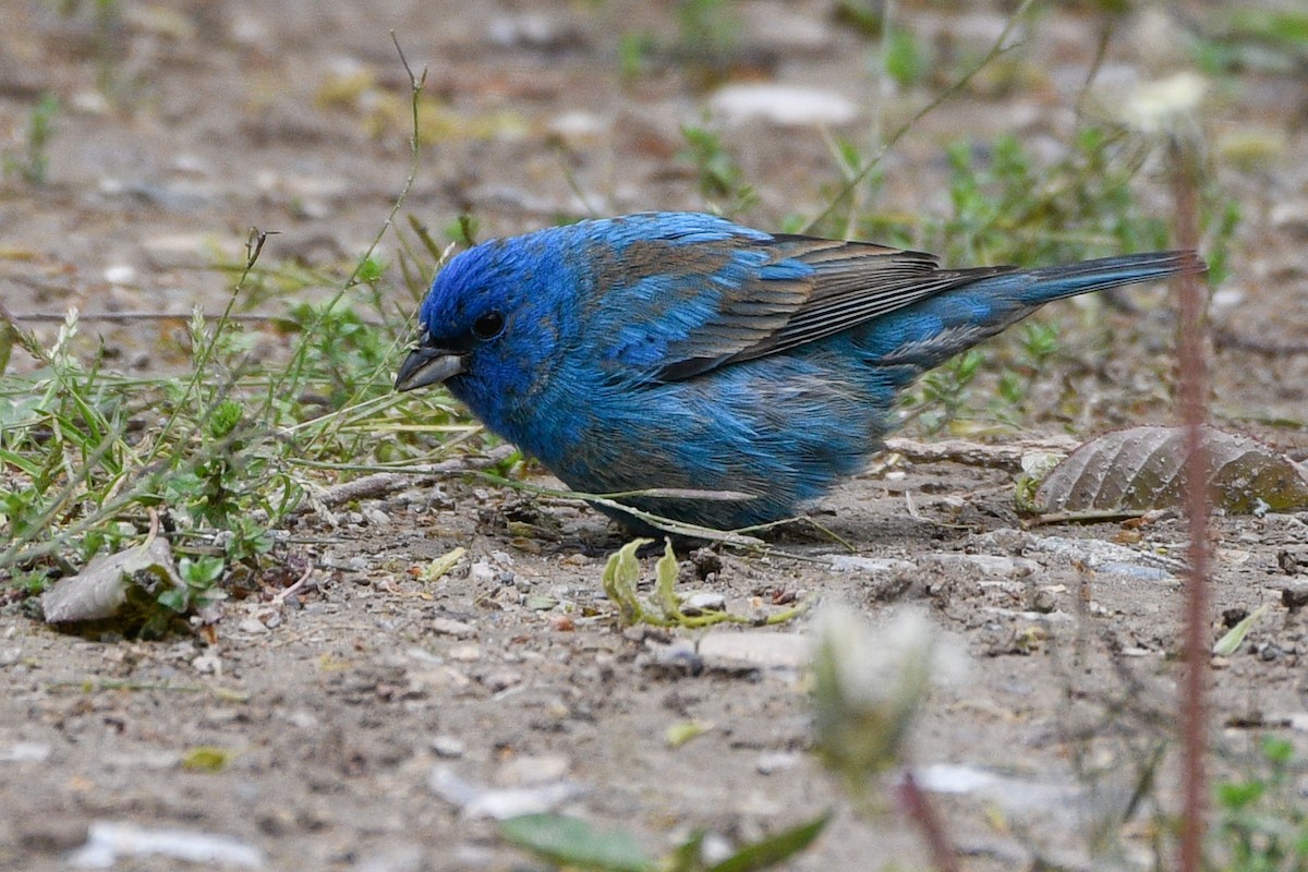 Indigo Bunting - ML657416847