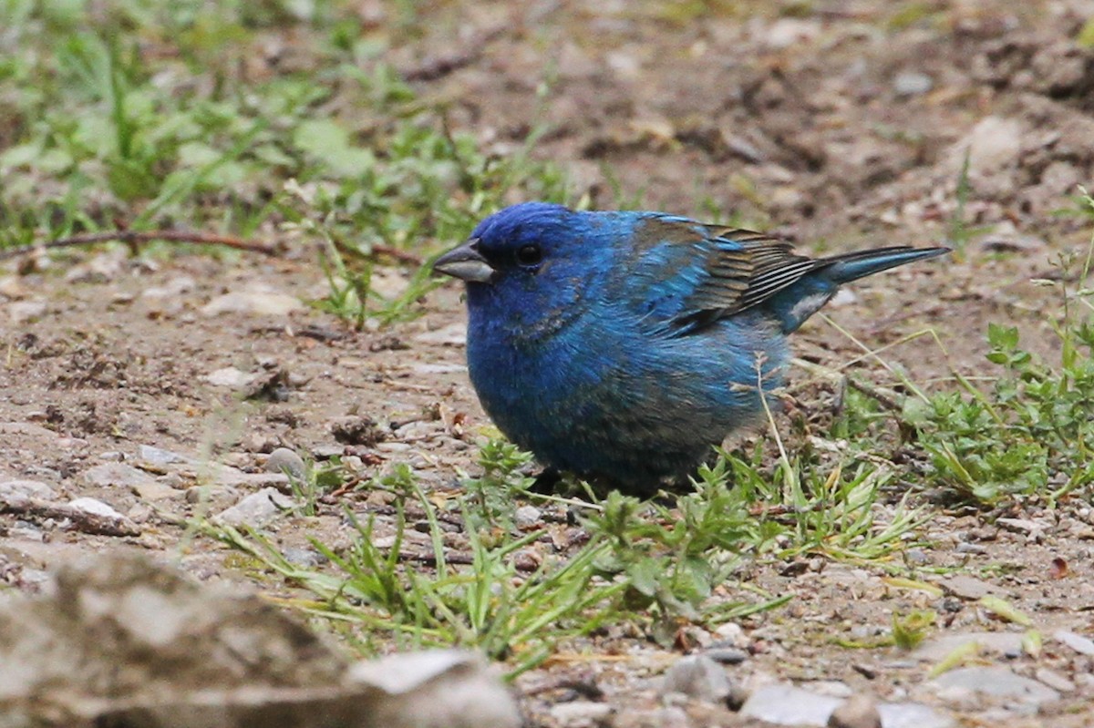 Indigo Bunting - ML657416848