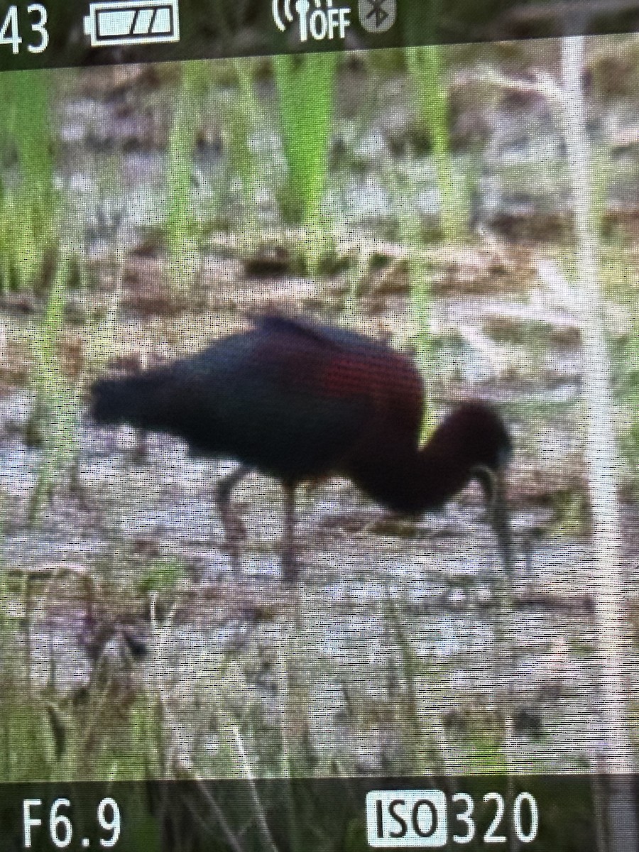Glossy Ibis - ML657418503