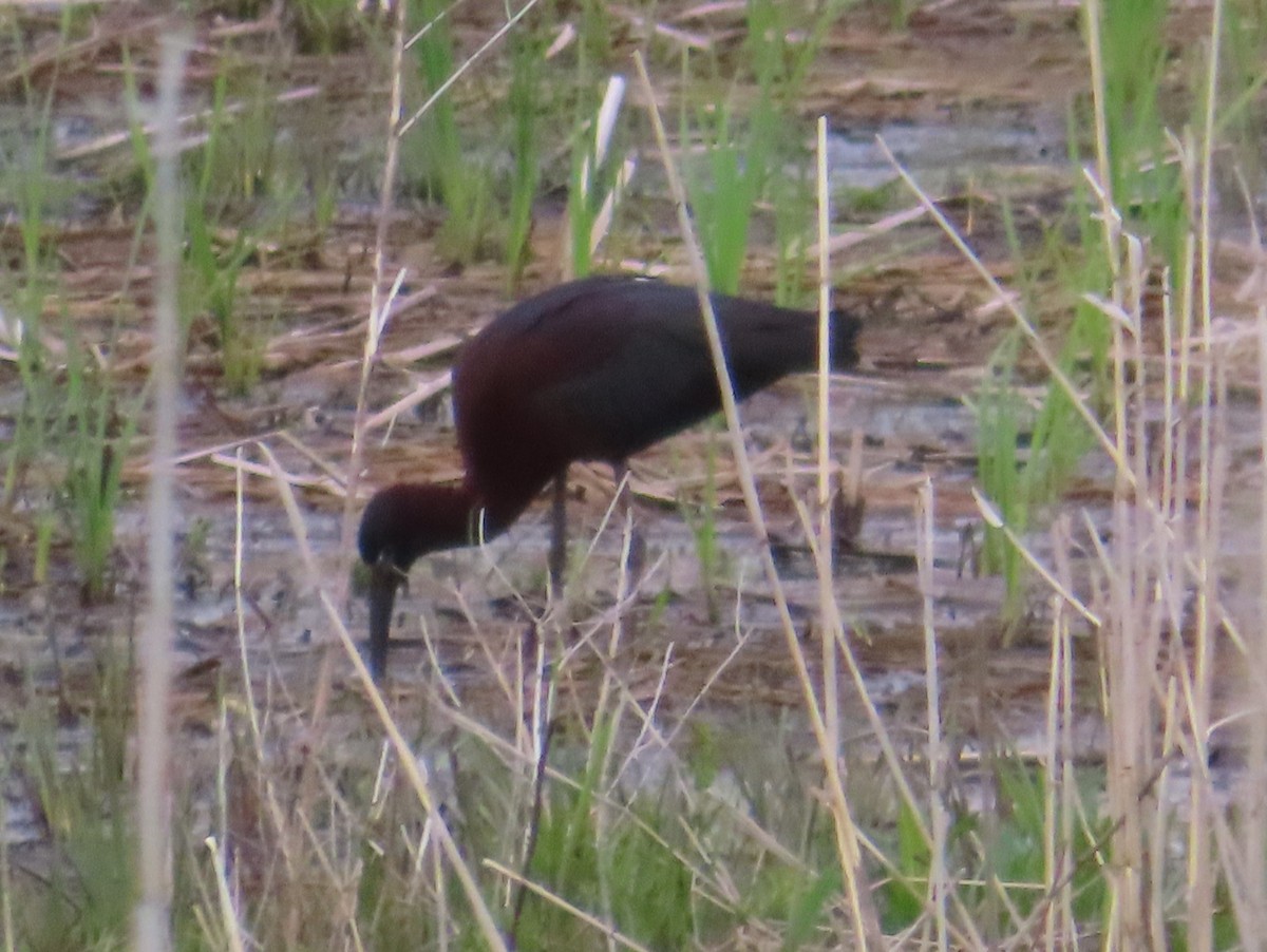 Glossy Ibis - ML657418579