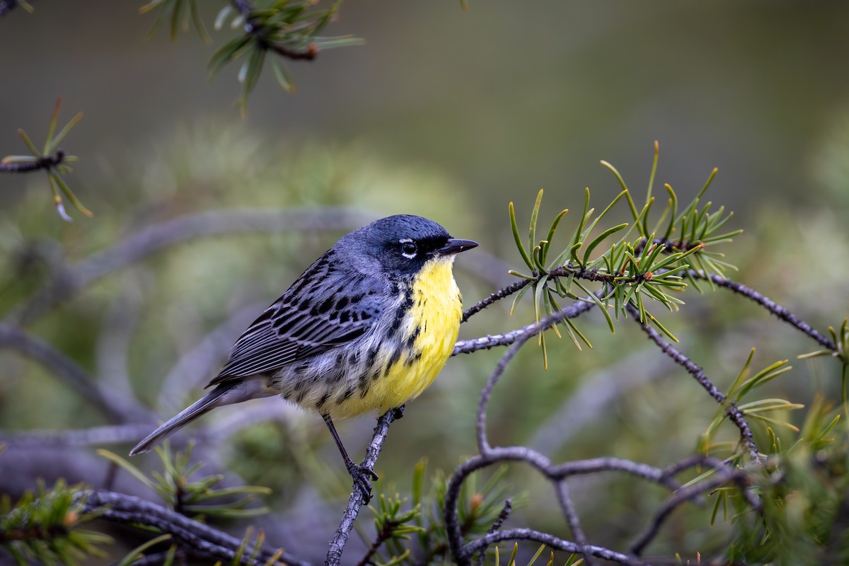 Kirtland's Warbler - ML657418644