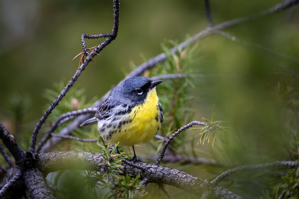Kirtland's Warbler - ML657418645