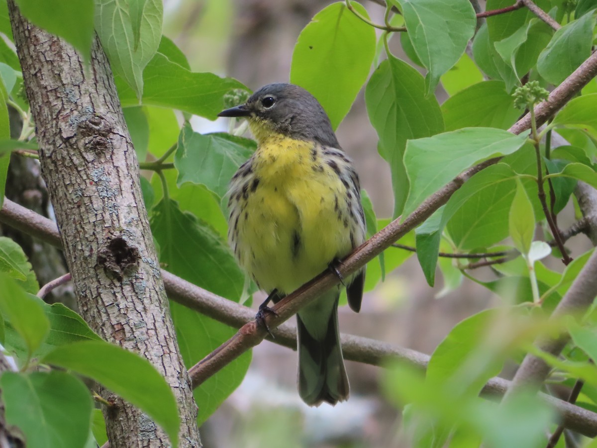 Kirtland's Warbler - ML657418694