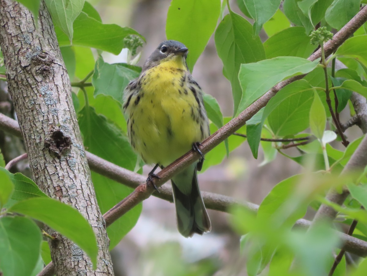 Kirtland's Warbler - ML657418794