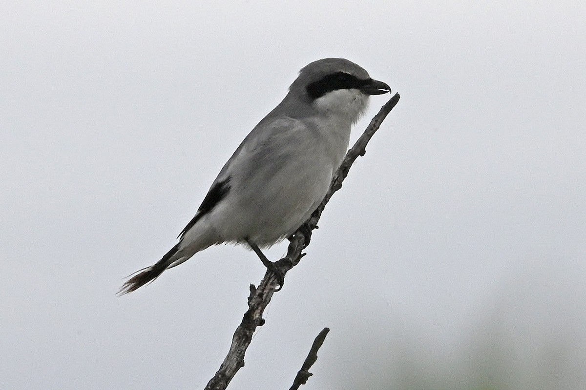 Loggerhead Shrike - ML657418972