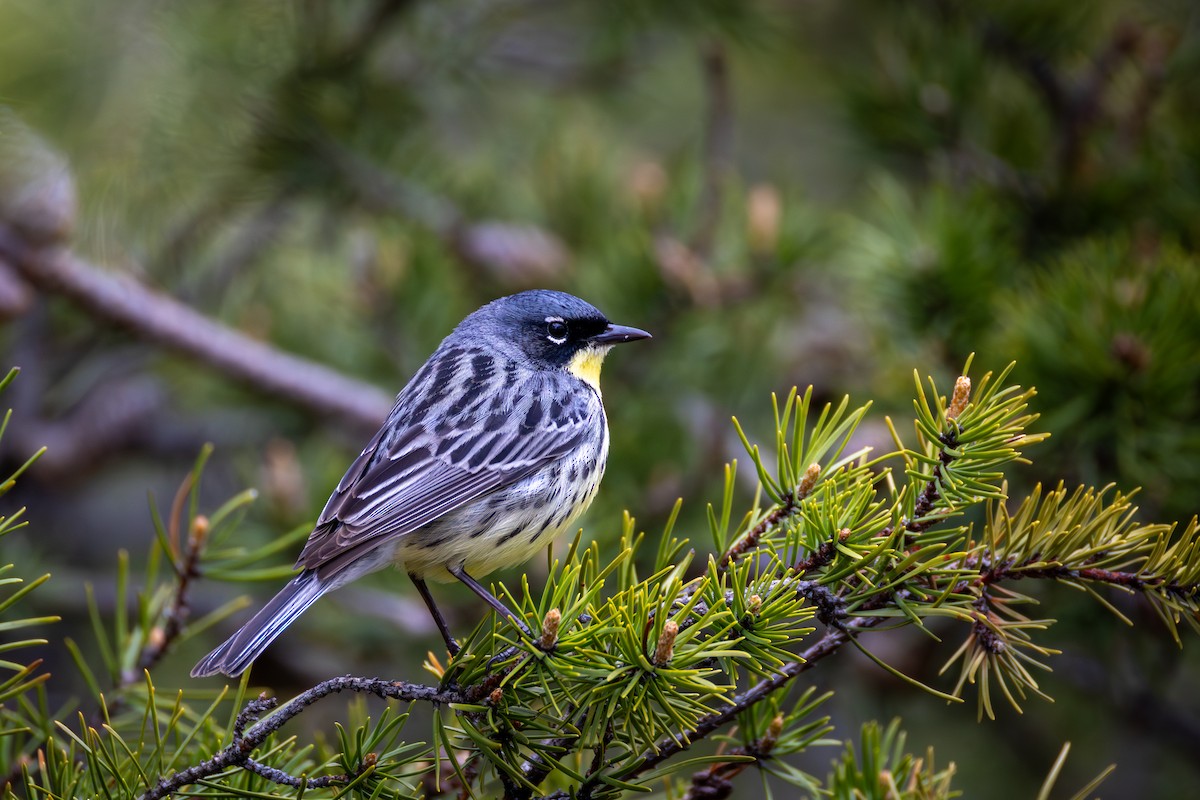 Kirtland's Warbler - ML657419342
