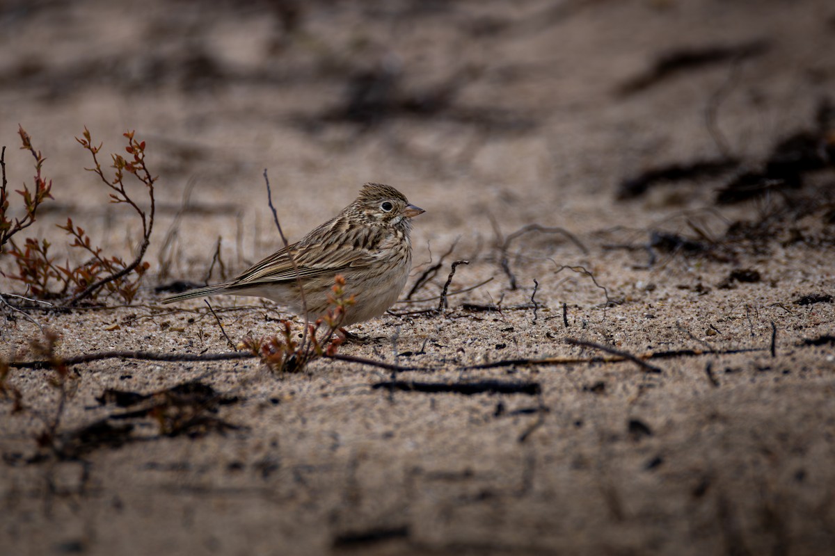 Vesper Sparrow - ML657419380