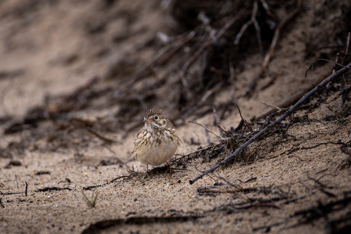 Vesper Sparrow - ML657419381